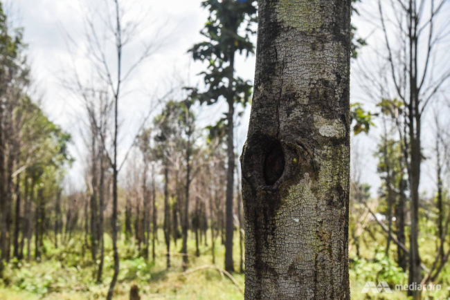 Những rừng cây Dó Bầu ở Lào tram-toc-lao-2