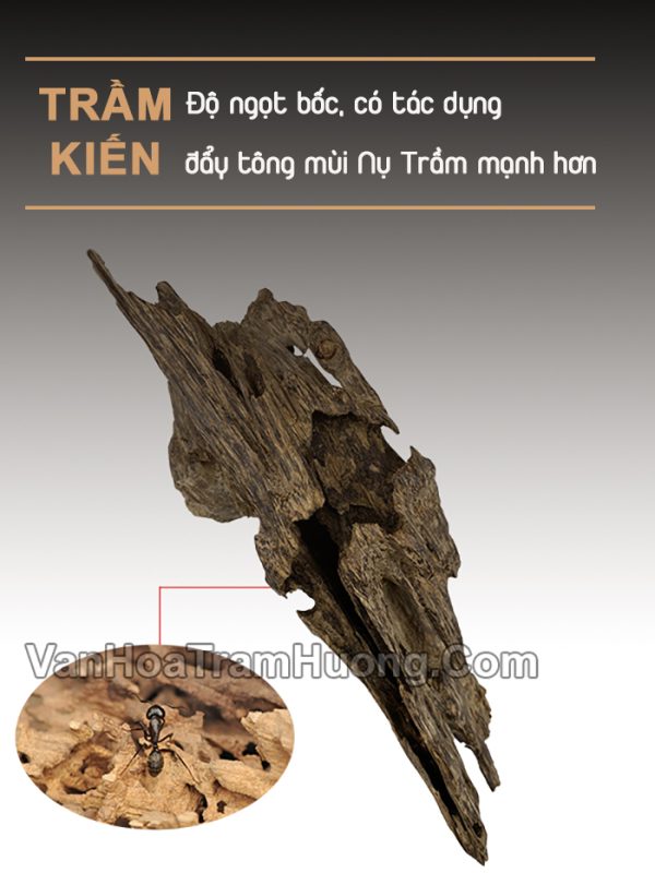 Cách hình thành trầm kiến