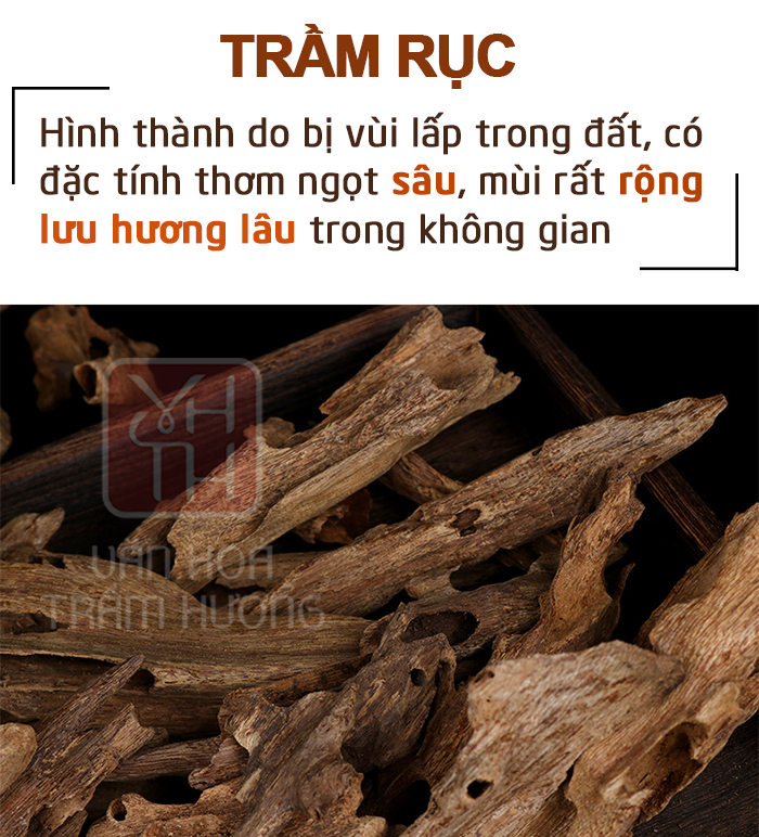 Trầm Rục có mùi mang đặc tính ngọt rộng và độ lưu hương rất tốt