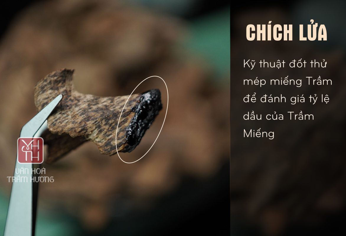 Trầm kiến cao cấp chứa hàm lượng tinh dầu cao (60%)