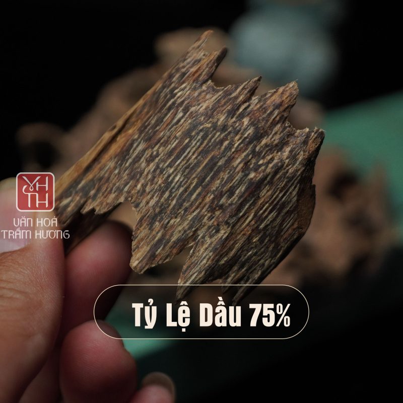 Trầm kiến thượng hạng chứa hàm lượng tinh dầu cực cao (75%)