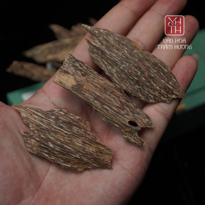 Quá trình hình thành trầm hương bắt đầu khi cây Dó Bầu chịu tổn thương