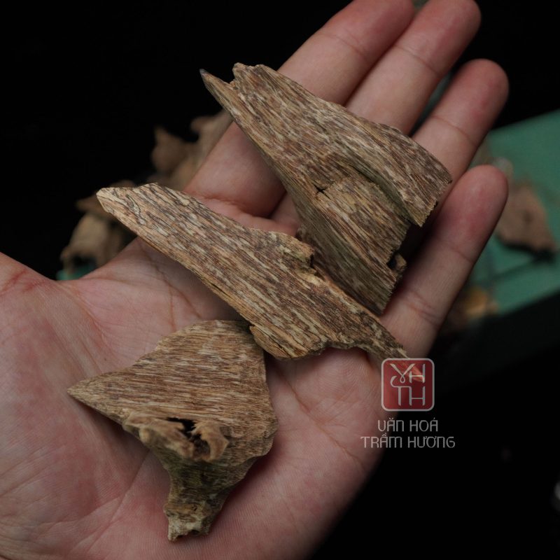 Trầm kiến nổi bật với hàm lượng tinh dầu cao (50%)