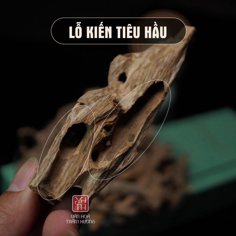 Trầm kiến tự nhiên tại Văn Hoá Trầm Hương