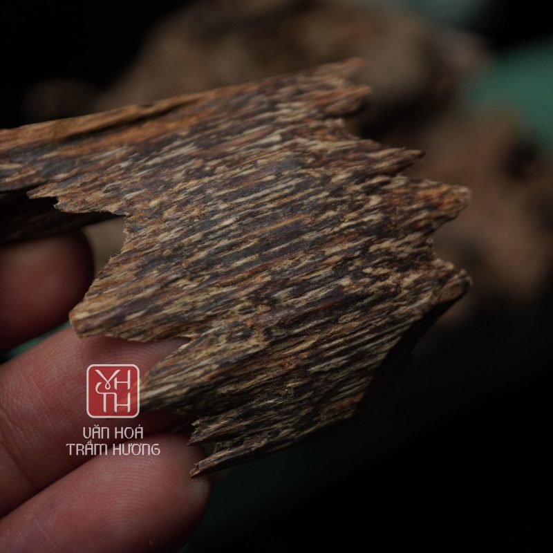 Trầm kiến là gì?