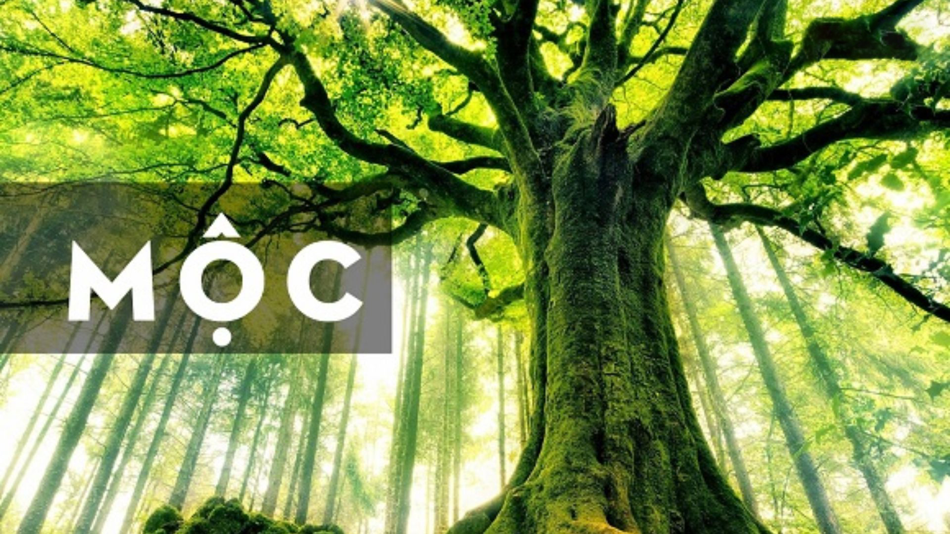 Hành mộc (Cây cối) Hành mộc (Cây cối)